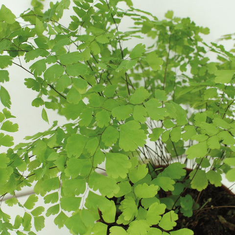 Adiantum Fragrans - Venushaar - 30cm - Ø17