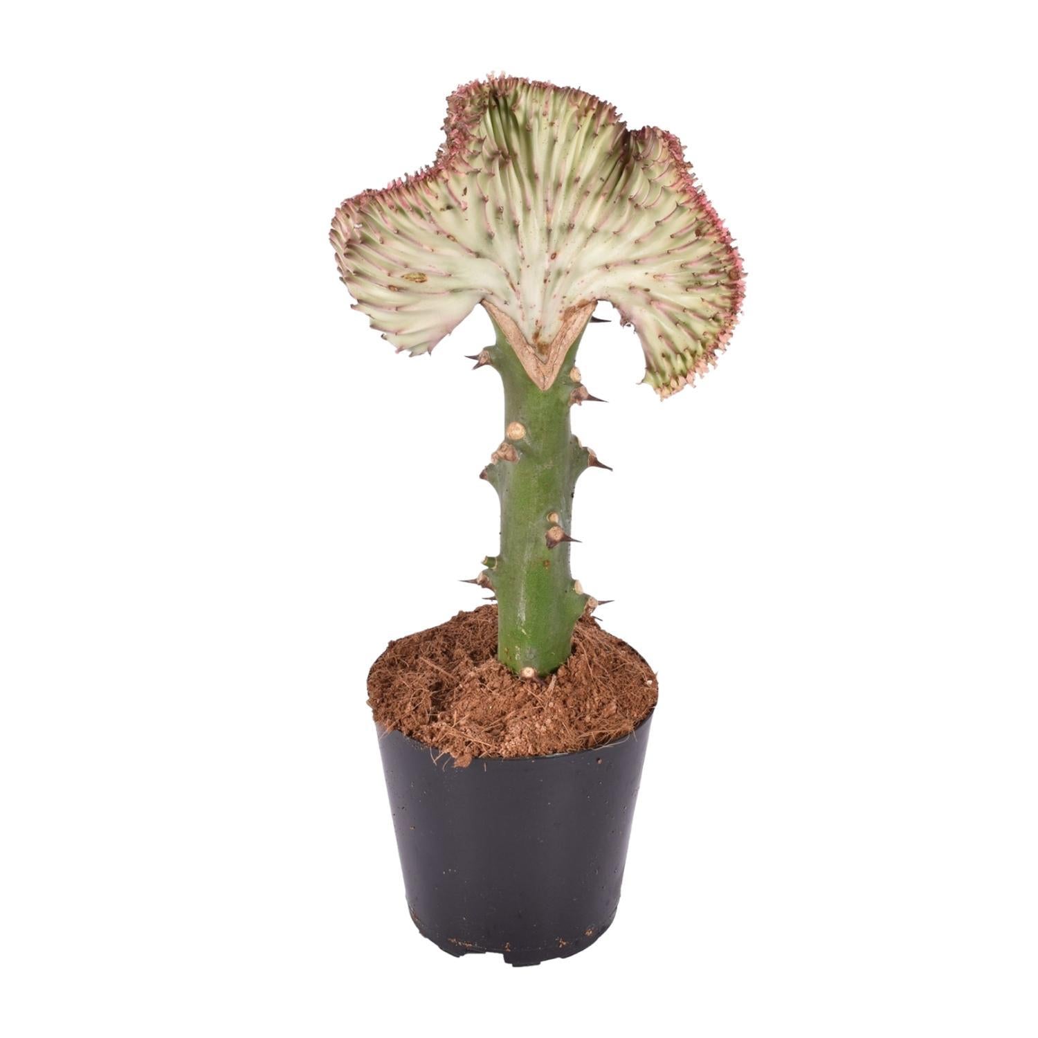 Euphorbia Lactea Cristata Rot - 30 cm - ø10,5