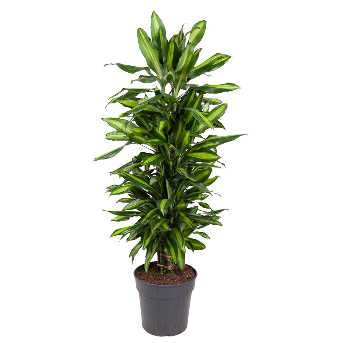 Dracaena Cintho verzweigt - 120 cm - ø27