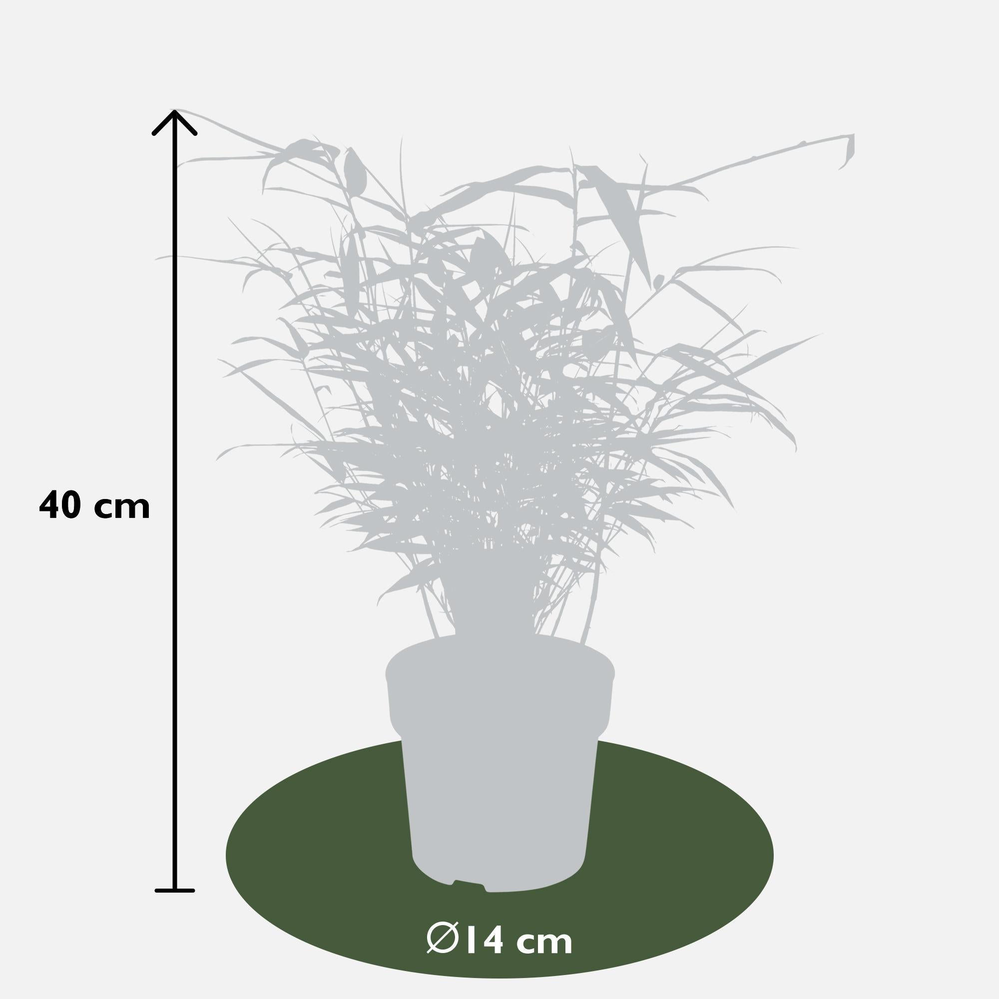 8x - Fargesia rufa - ↨40cm - Ø14