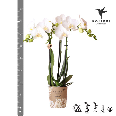 Kolibri Orchids | weiße Phalaenopsis-Orchidee - Amabilis - Topfgröße Ø9cm | blühende Zimmerpflanze