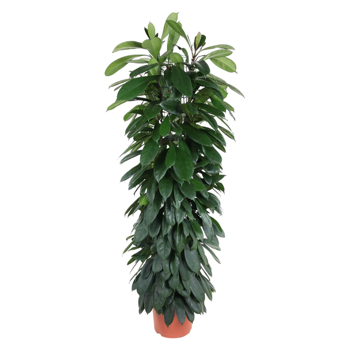 Ficus Cyatistipula Säule - 150 cm - ø29