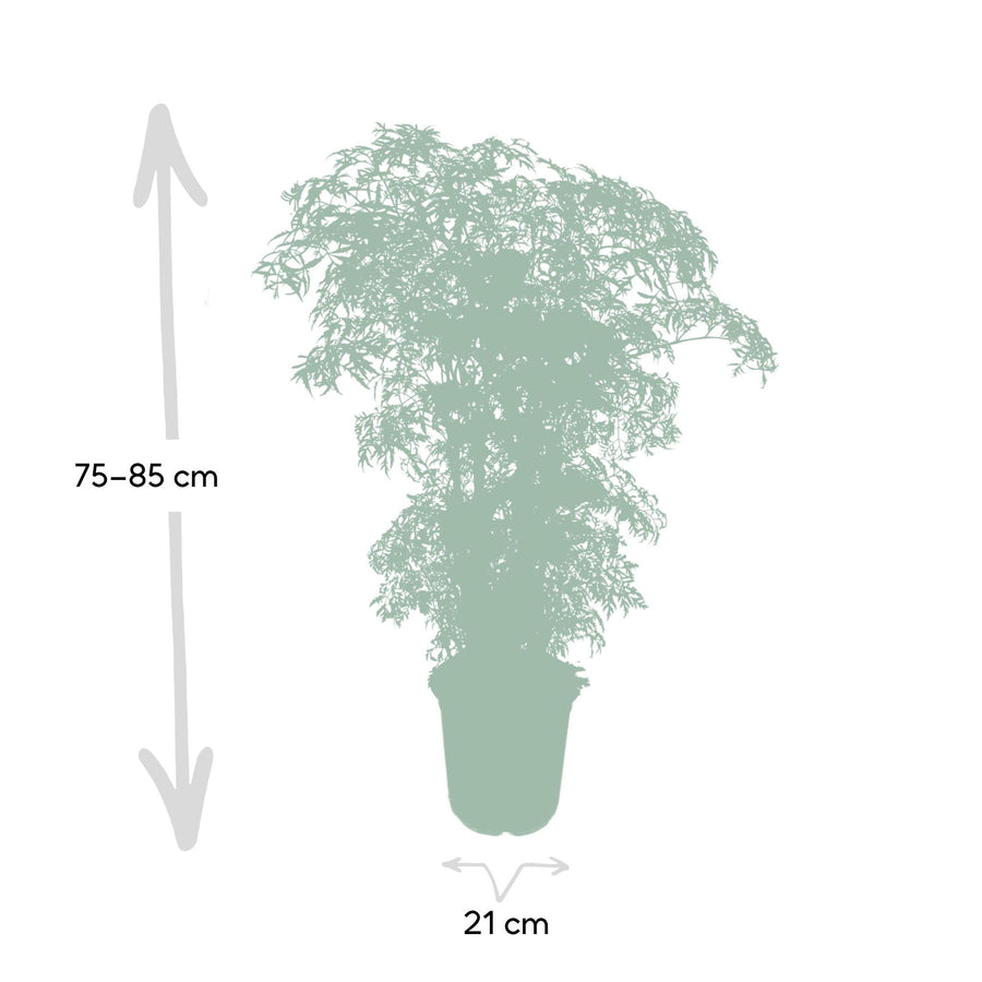 Polyscias Fruticosa (Aralia) - Ø21cm - ↕75cm