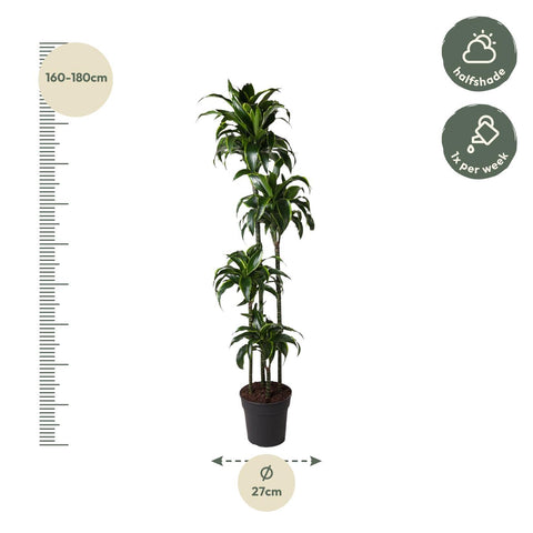 Dracaena Dorado - 170 cm - ø27