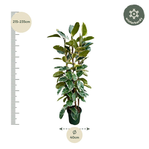 Ficus Elastica Tineke Strauch - 225cm - ø40