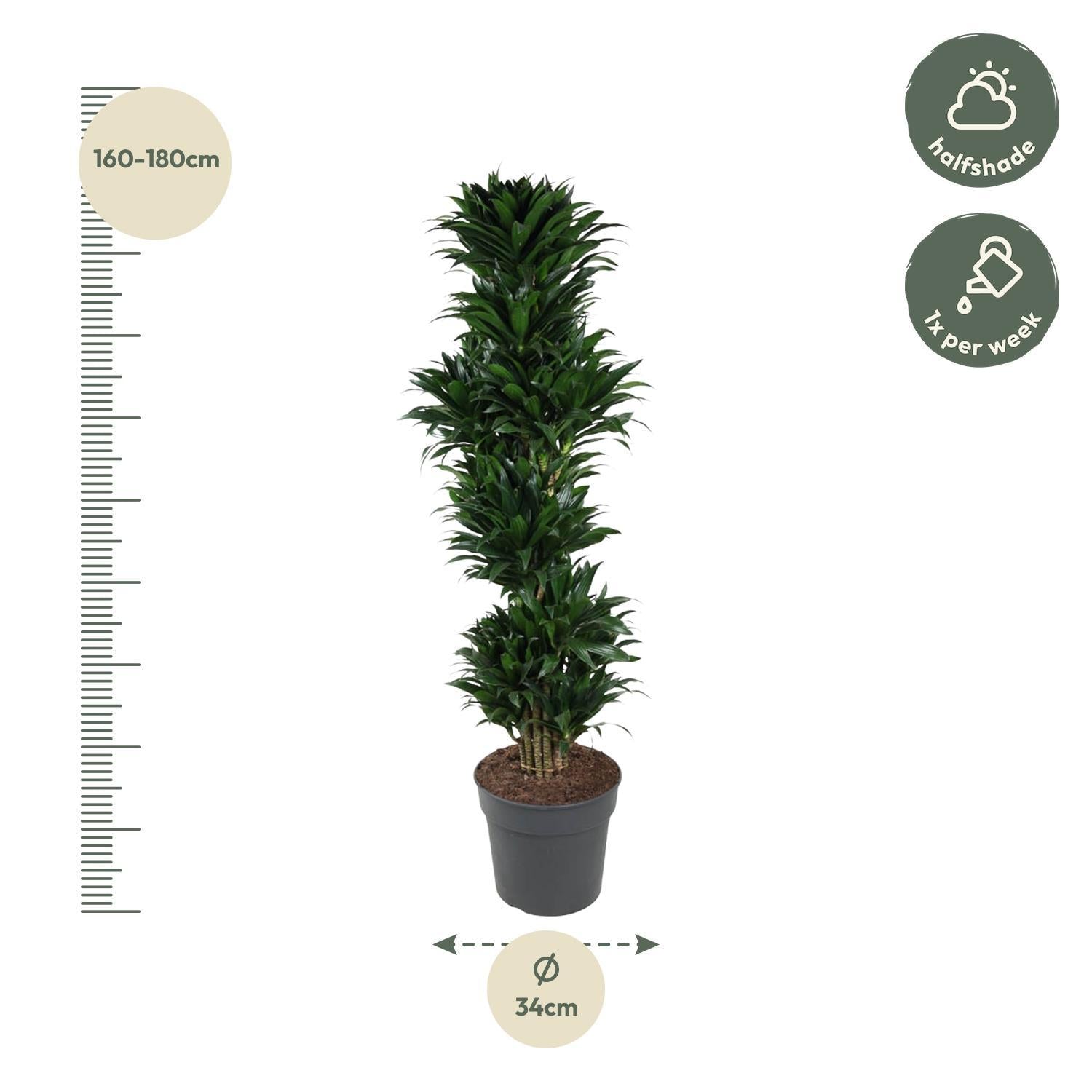 Dracaena Compacta verzweigt - 170 cm - ø34