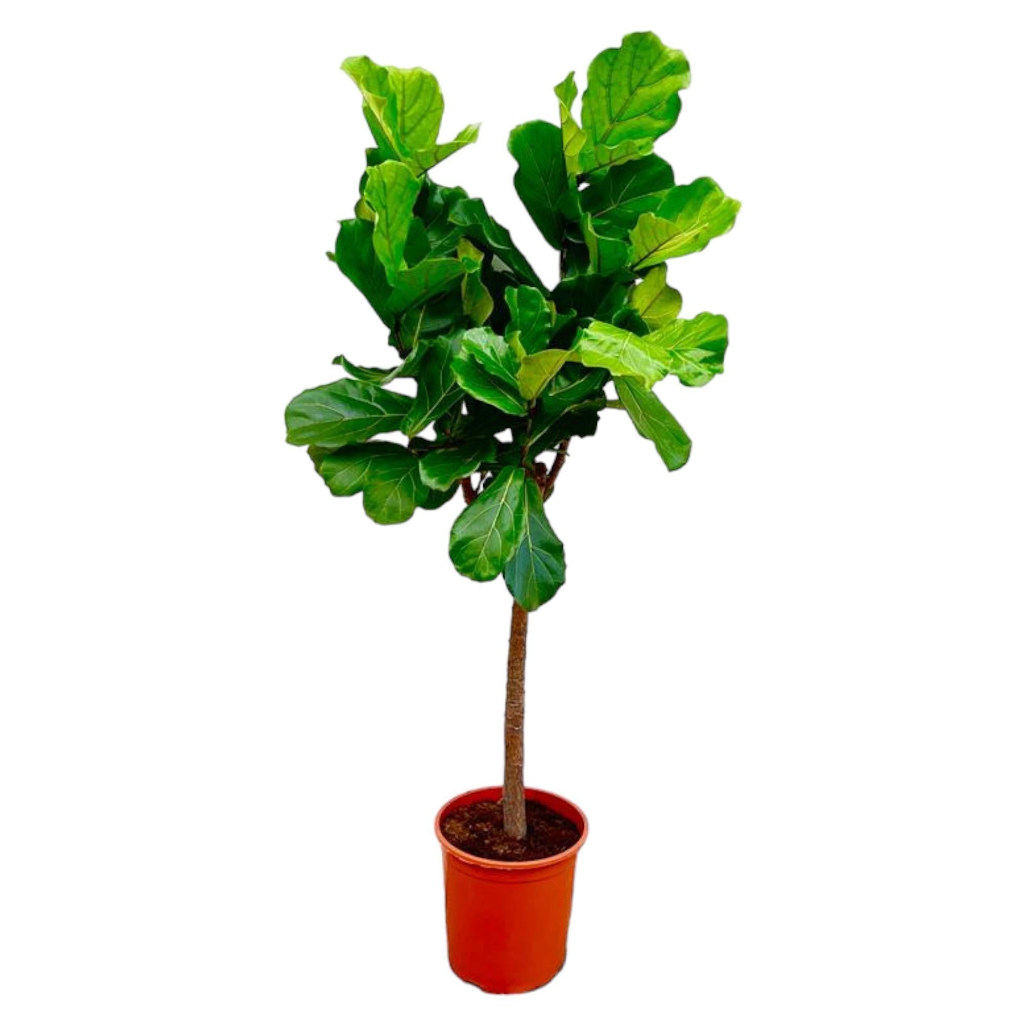 Ficus Lyrata Baum - 160 cm - ø30