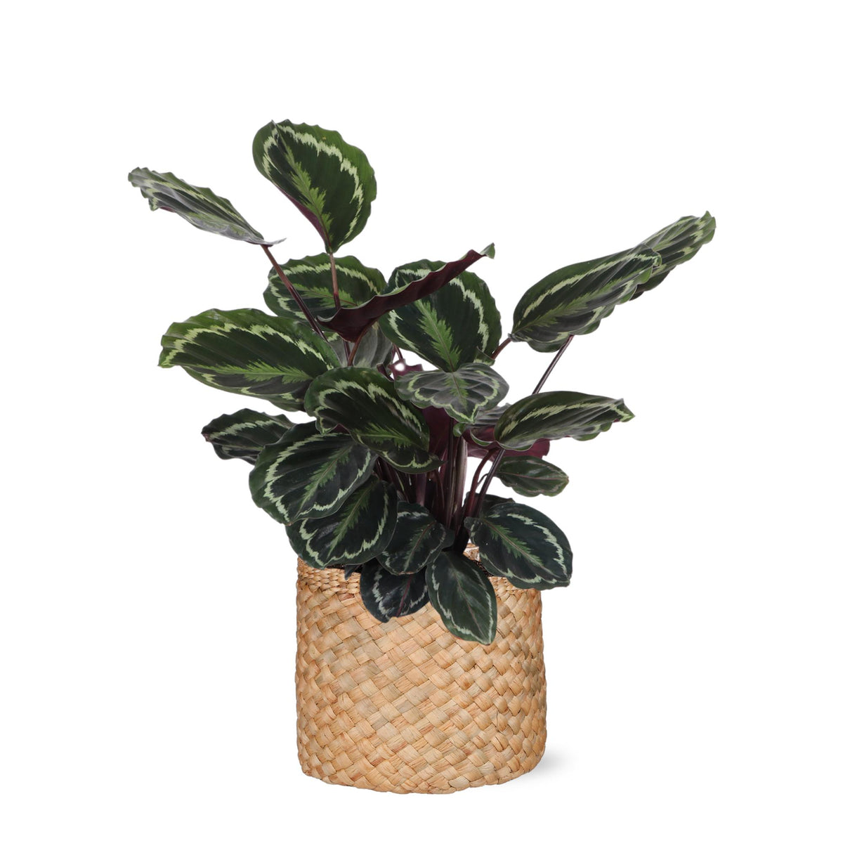 Calathea Medaillon Ø21cm - ↕70cm in Albury NATURAL Korb