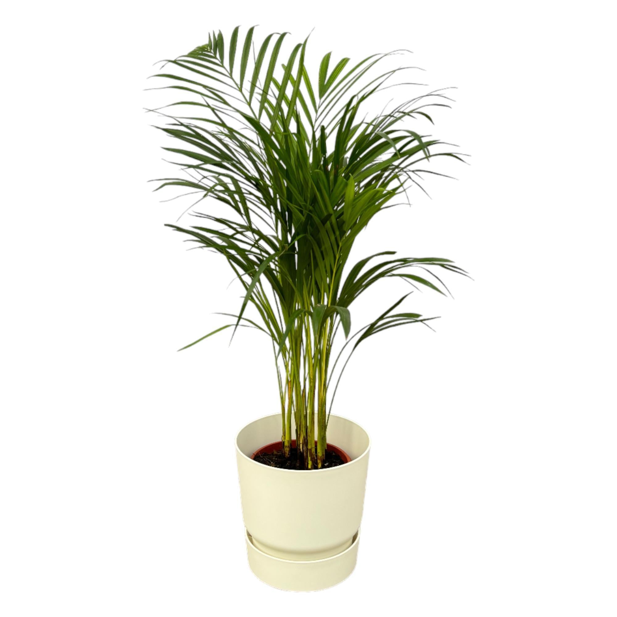 Areca Palme - ↨85cm - Ø19cm inkl. elho Greenville Rund Weiß D24xH23