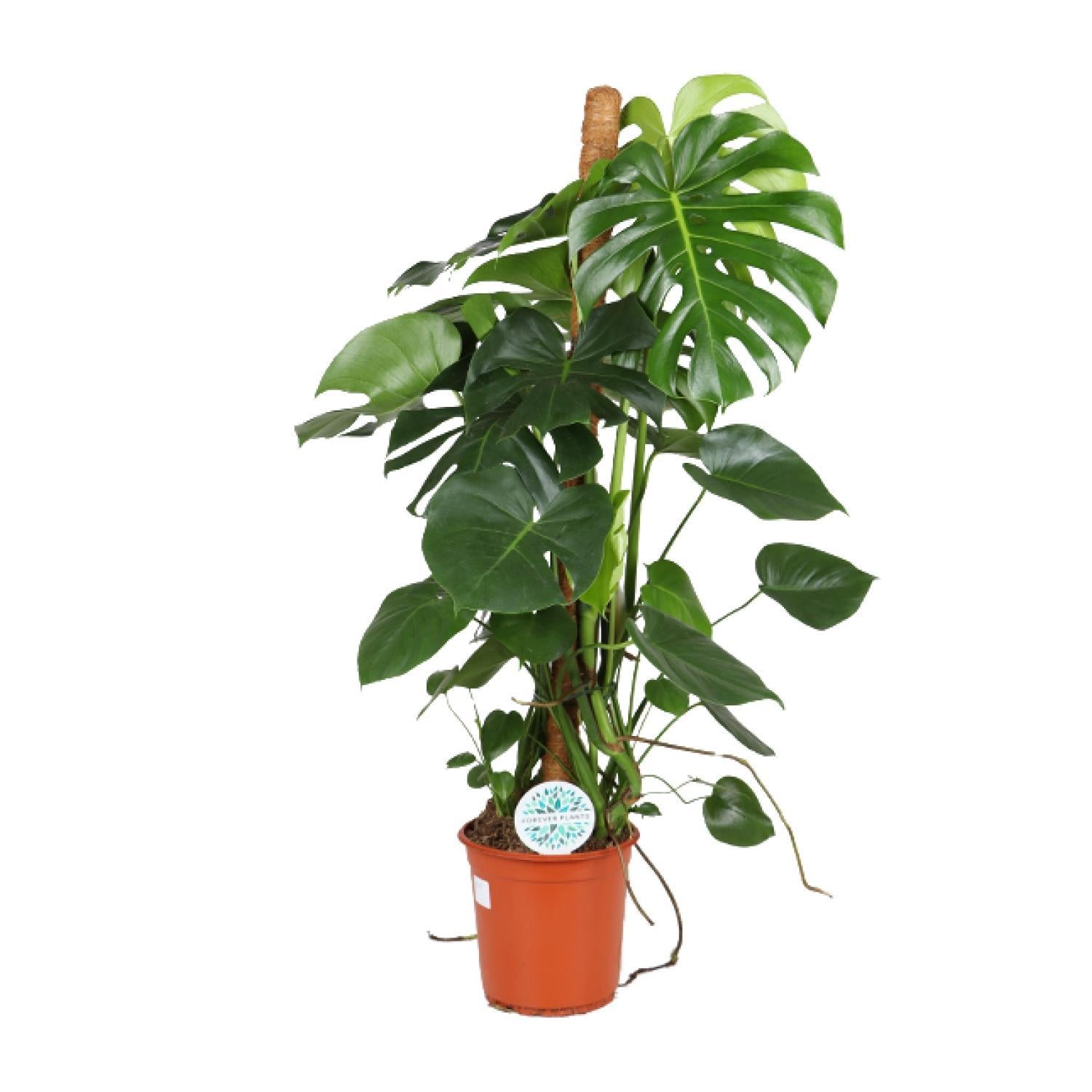 Monstera Deliciosa - Ø24cm - ↕105cm