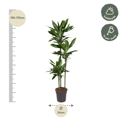 Dracaena Janet Lind - 160 cm - ø24