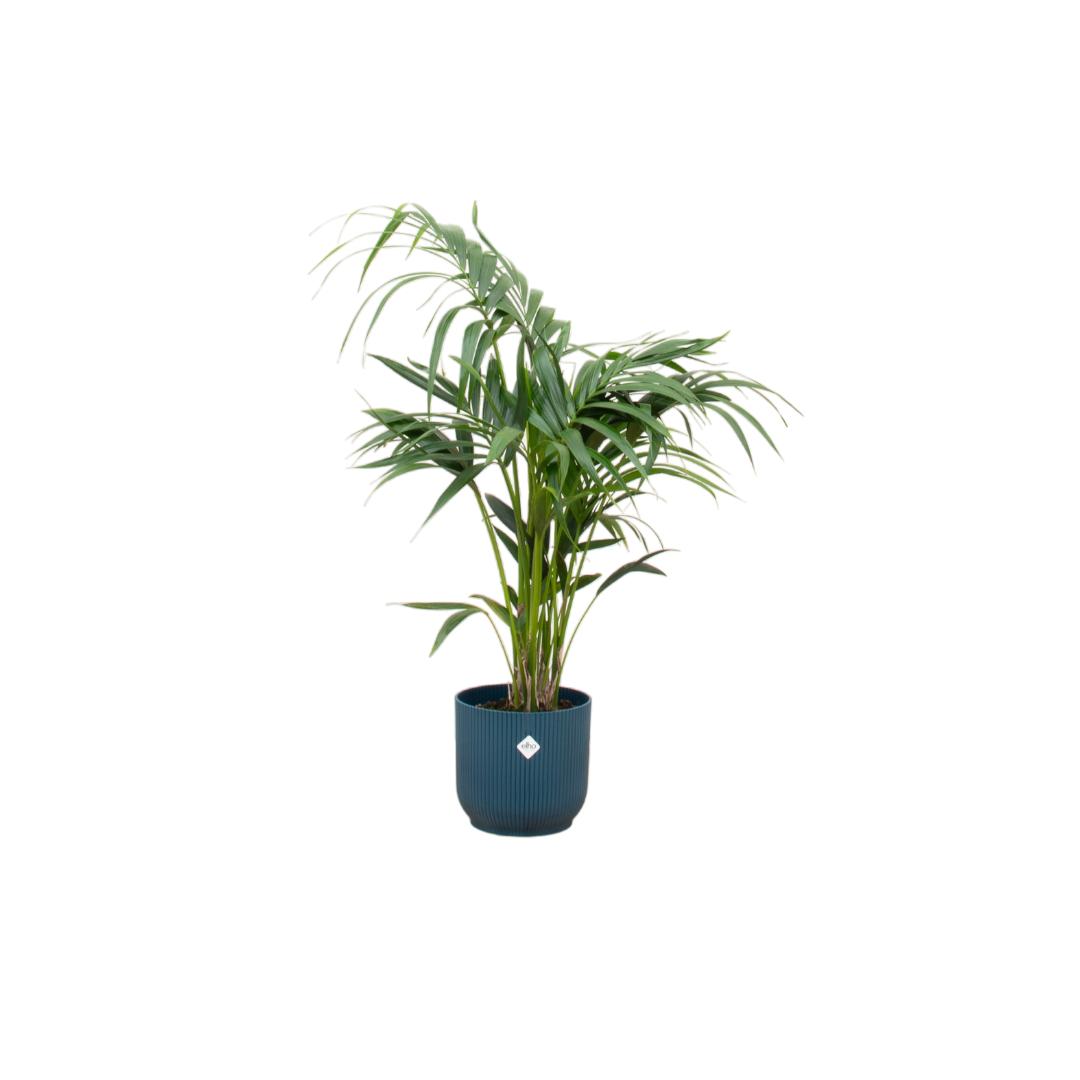 Kombi-Angebot - Kentia-Palme inkl. elho Vibes Fold Rund Blau Ø25 - 130 cm