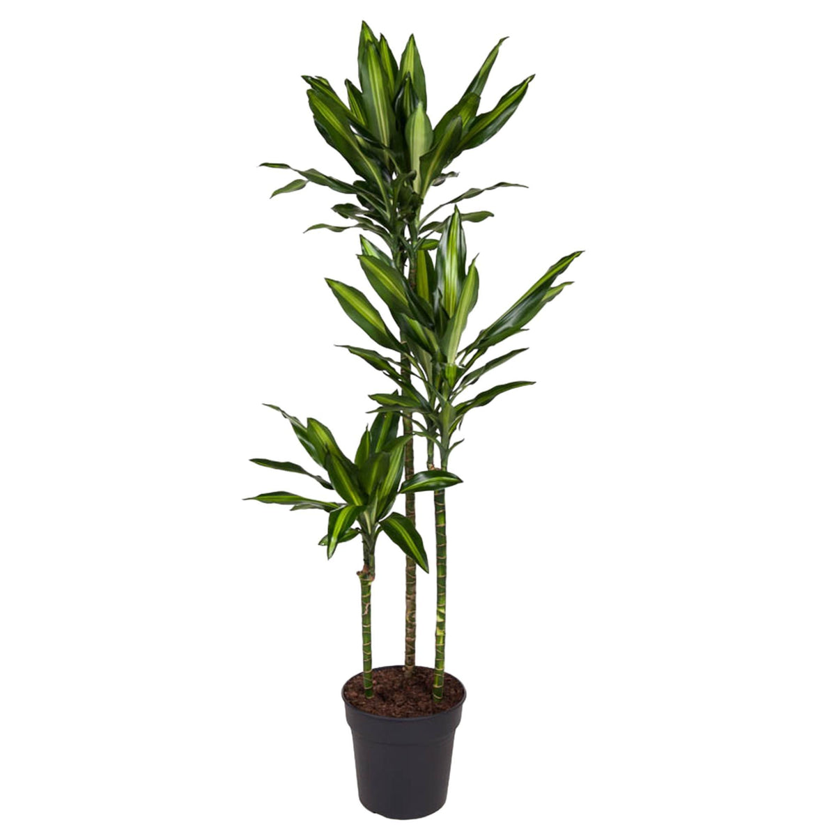 Dracaena Cintho - 160 cm - ø24