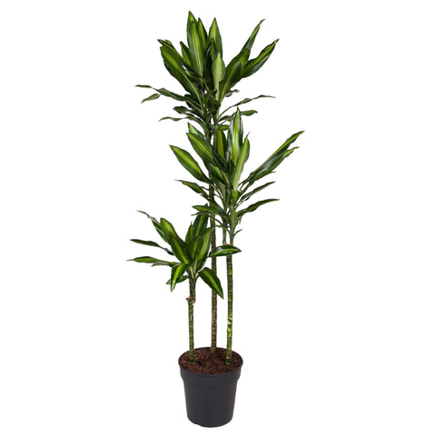 Dracaena Cintho - 160 cm - ø24