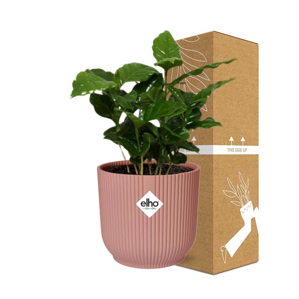 Coffea Arabica in ELHO Vibes Fold 14cm Rosa