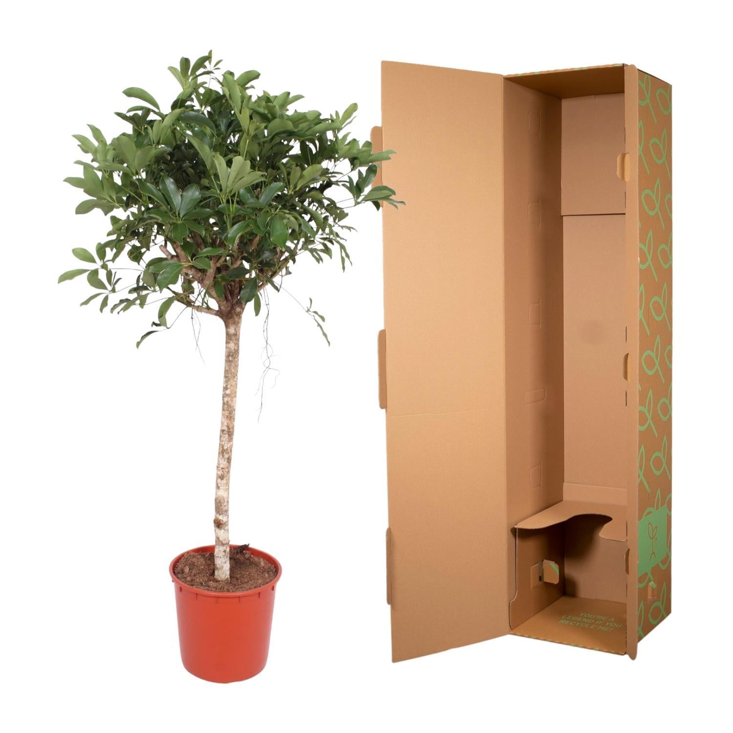 Schefflera Arboricola Compacta Baum - 150 cm - ø34