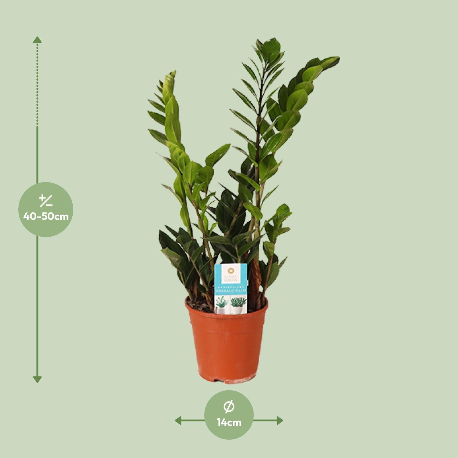 Zamioculcas Zamiifolia - Ø14cm - ↕45cm