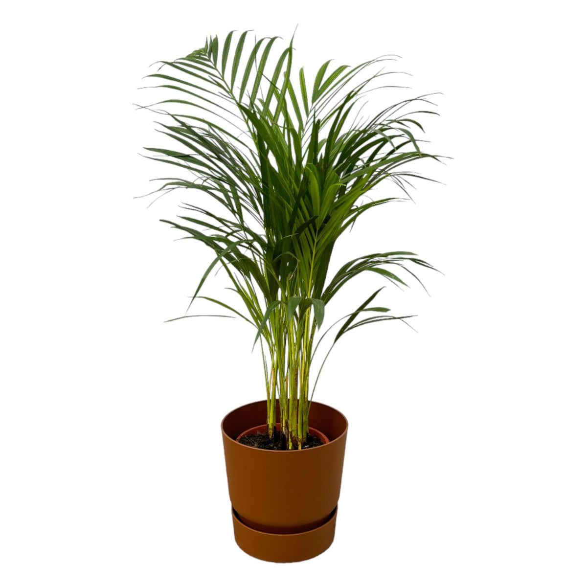 Areca Palme - ↨85cm - Ø19cm inkl. elho Greenville Rund Braun D24xH23