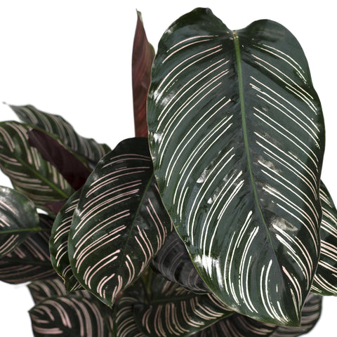 Calathea Ornata - Ø19 - ↨75cm