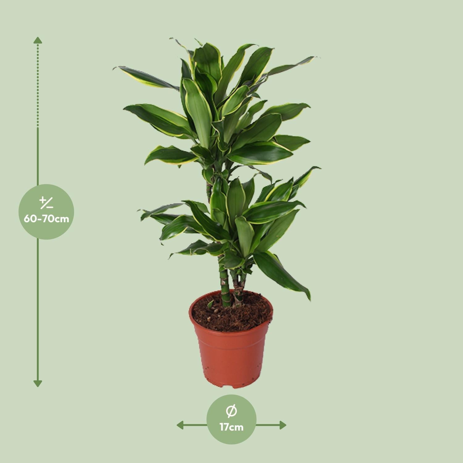 Dracaena Golden Coast - Ø17cm - ↕70cm