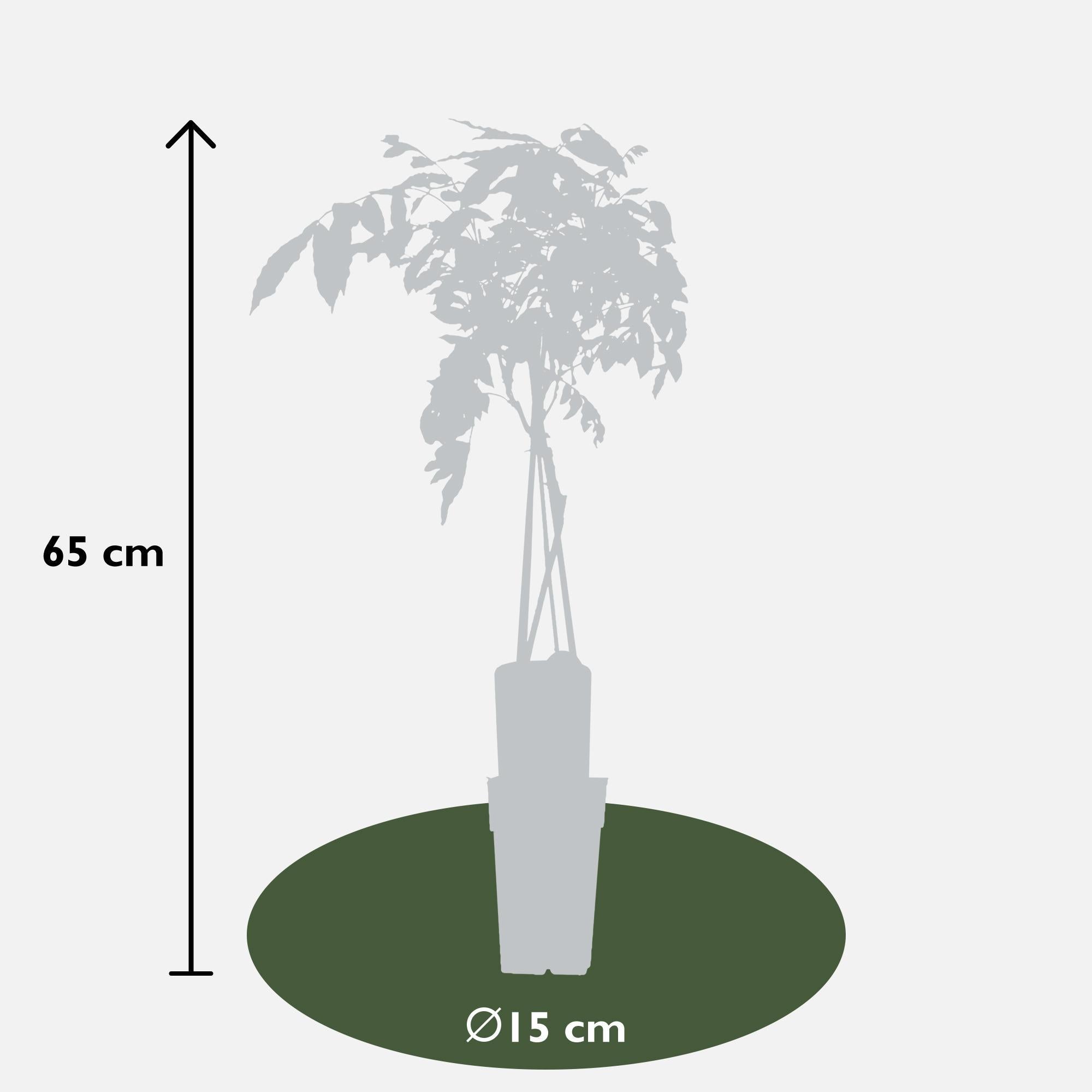 2x - Wisteria sinensis 'Prolific' - ↨65cm - Ø15