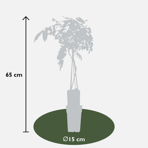 2x - Wisteria sinensis 'Prolific' - ↨65cm - Ø15