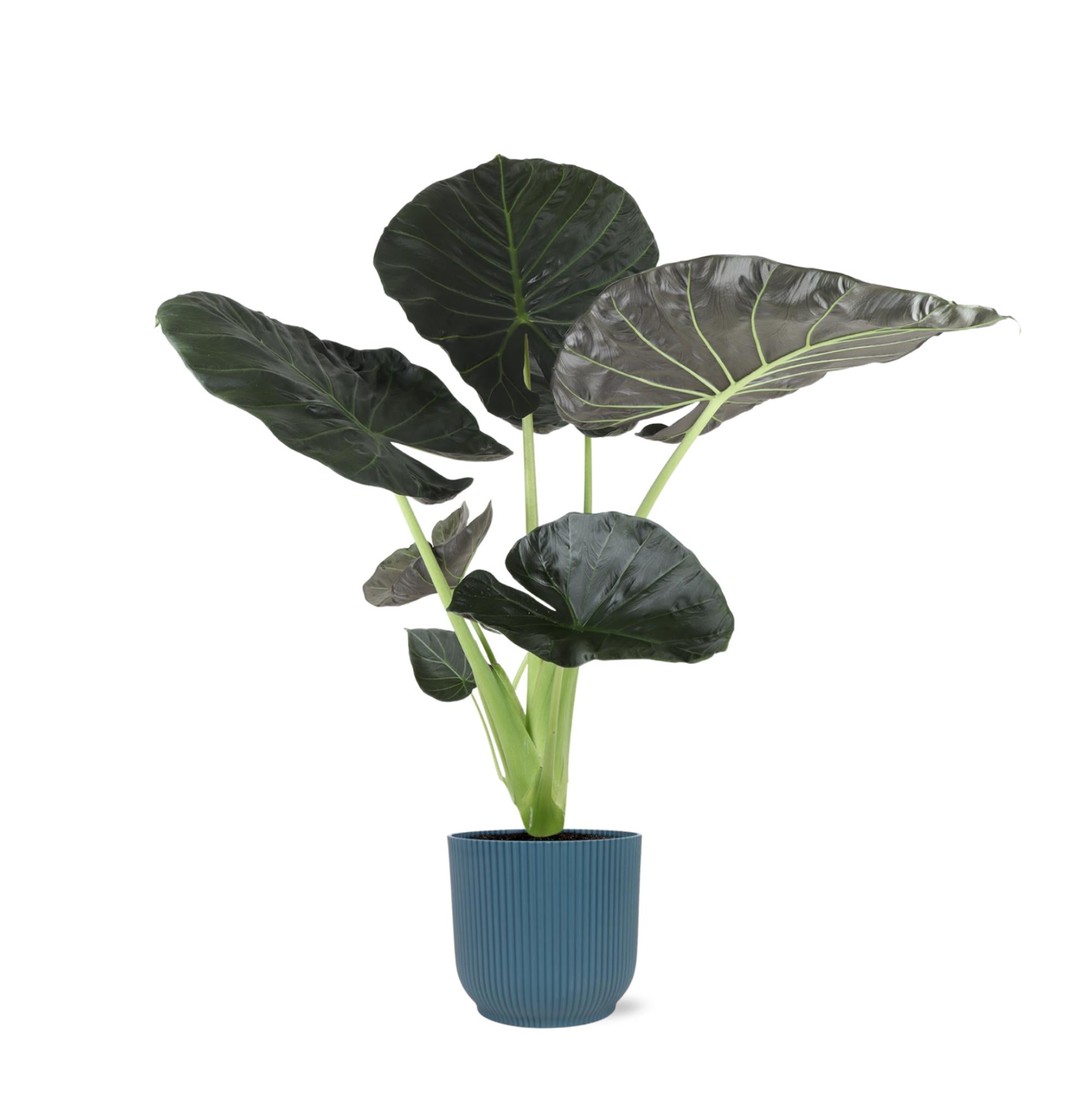 Alocasia Regal Shield Ø21cm - ↕100cm in Vibes in Blau Topf