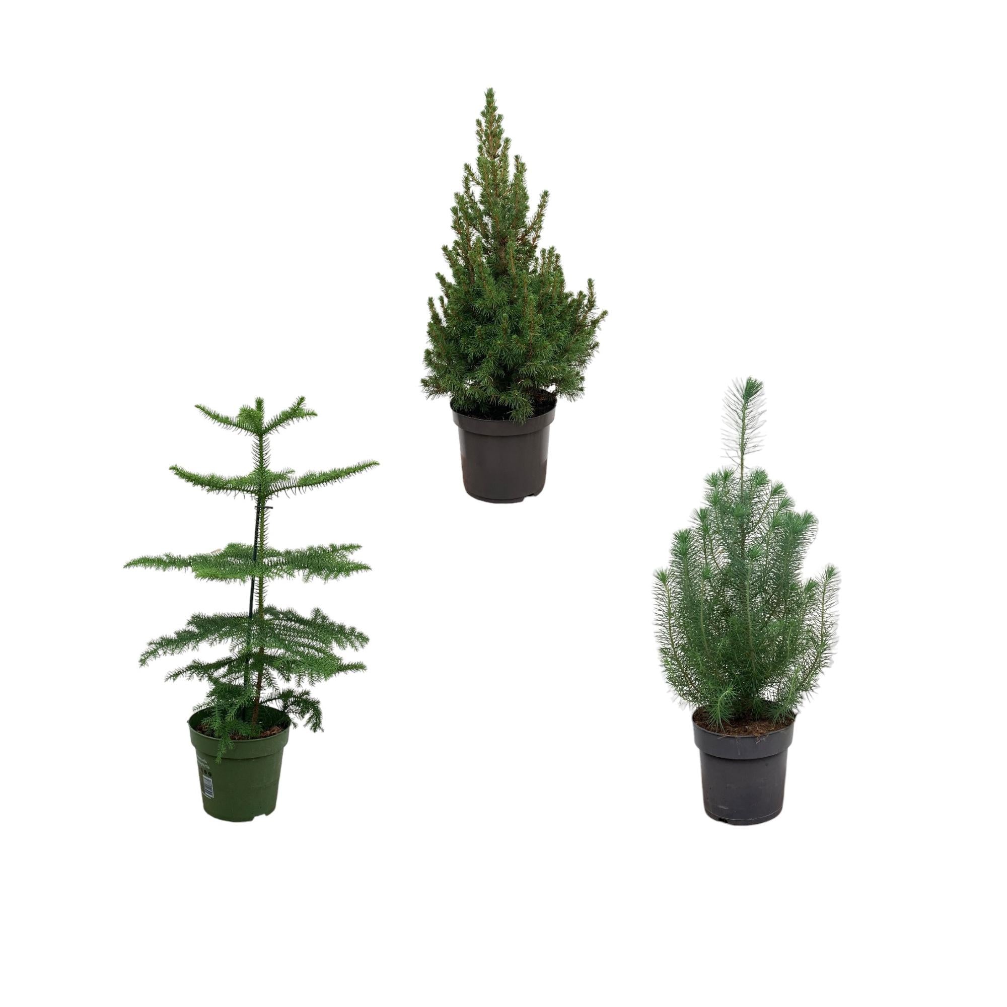 Weihnachtspaket - Araucaria (Zimmerfichte) + Pinus + Picea (Weihnachtsbäumchen) - 50-60 cm