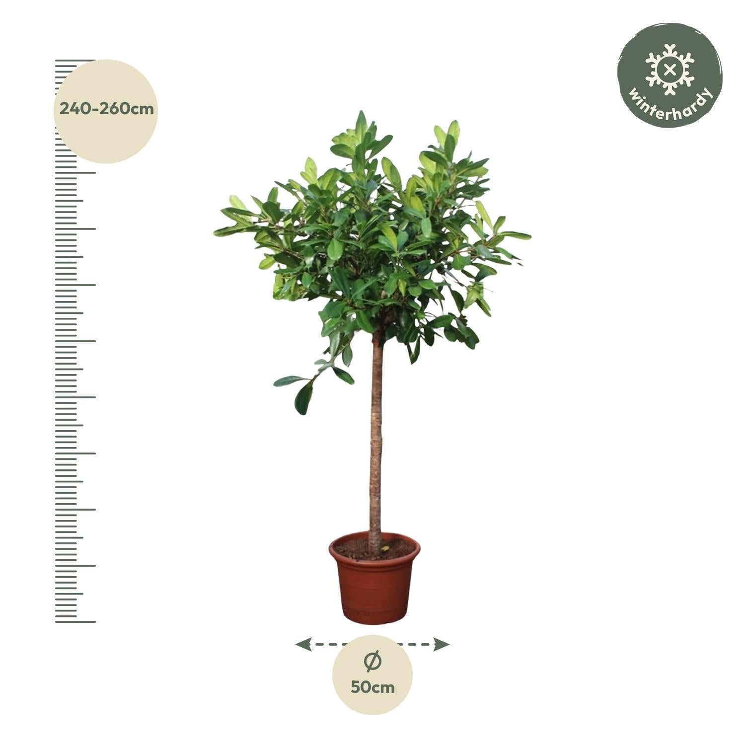 Ficus Cyathistipula Baum - 250 cm - ø50