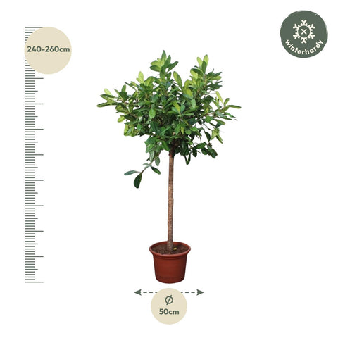 Ficus Cyathistipula Baum - 250 cm - ø50