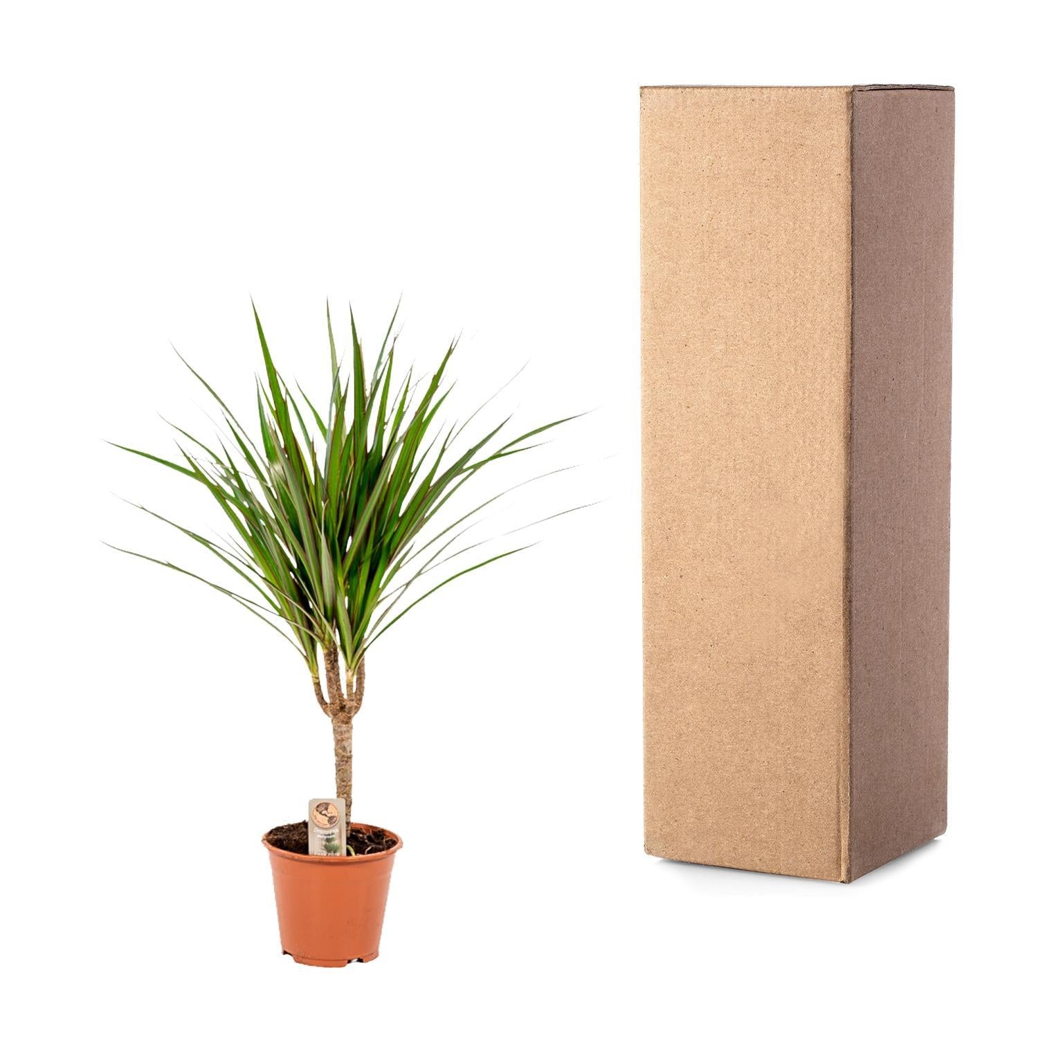 Dracaena Marginata - Ø14cm - ↕60cm