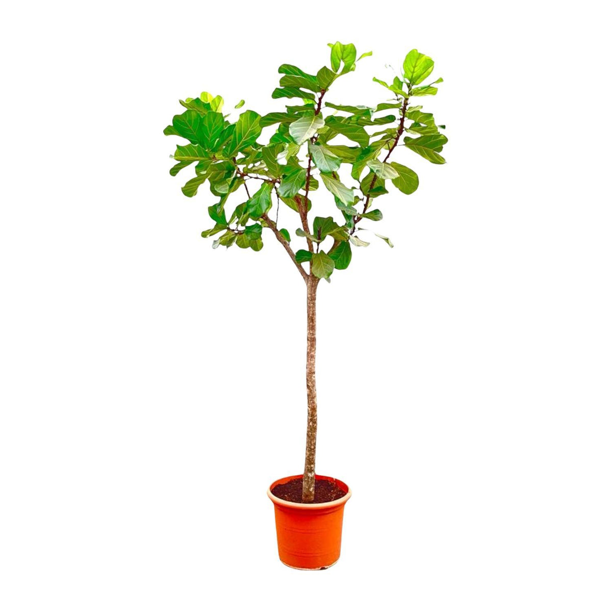 Ficus Lyrata Baum XXXL - 300cm - ø55