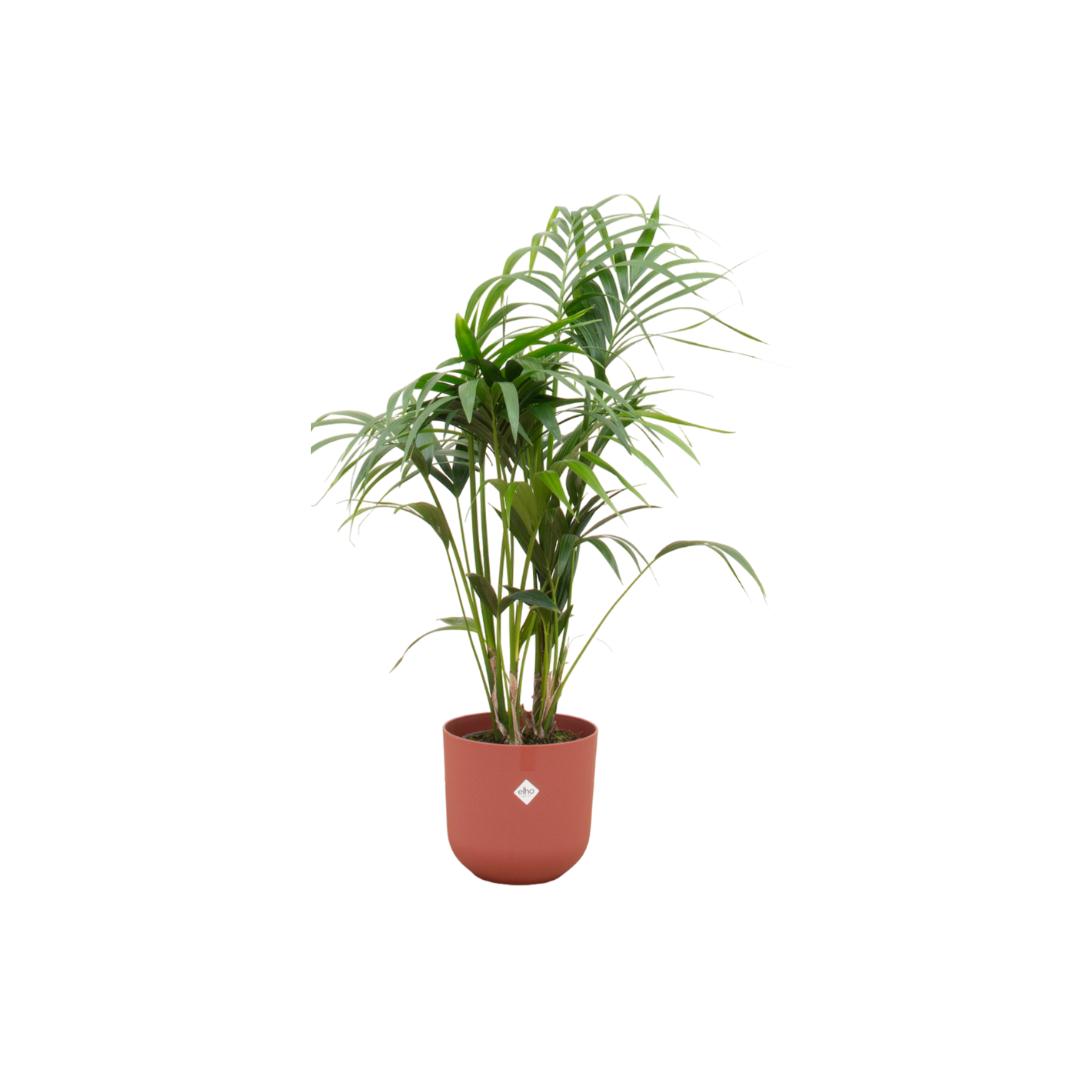 Kombi-Angebot - Kentia-Palme inkl. elho Jazz Rund Rot Ø26 - 130 cm