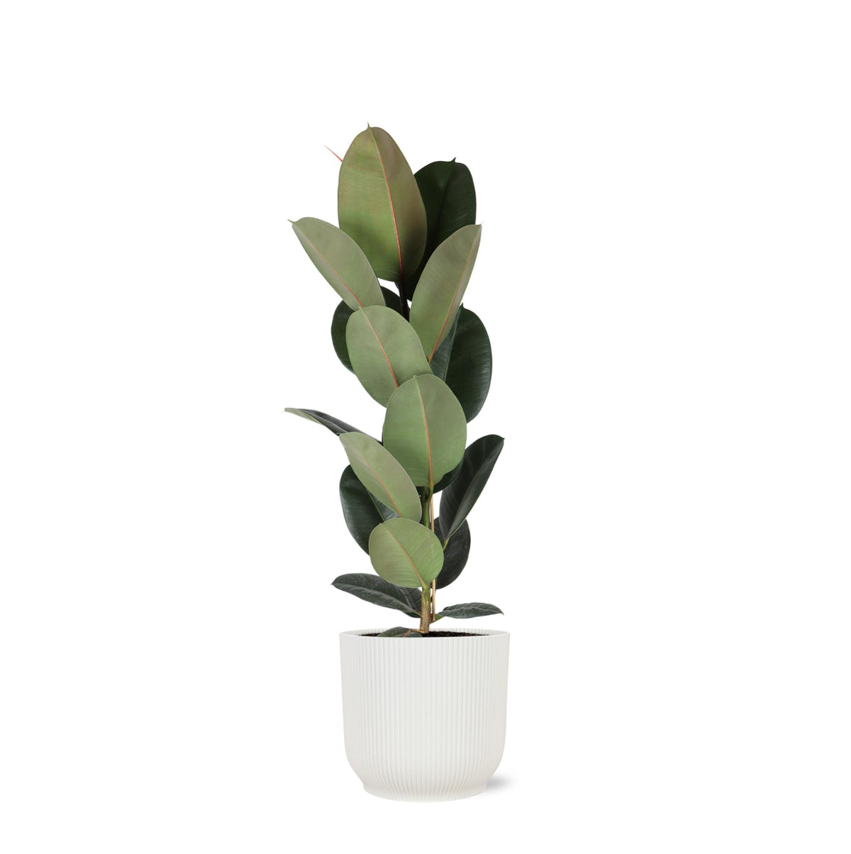 Ficus Elastica Robusta - Ø21cm - ↕90cm in Vibes Weiß Topf
