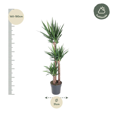 Yucca Elephantipes - 170 cm - ø31