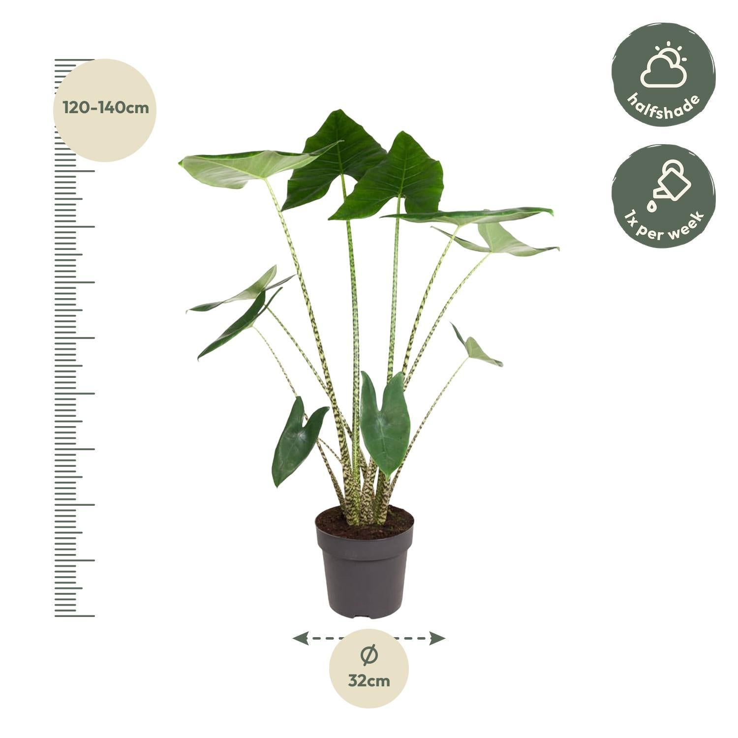 Alocasia Zebrina - 130 cm - ø32