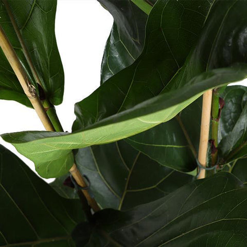 Ficus Lyrata Ø27cm ↕140cm in Boule Taupe Topf