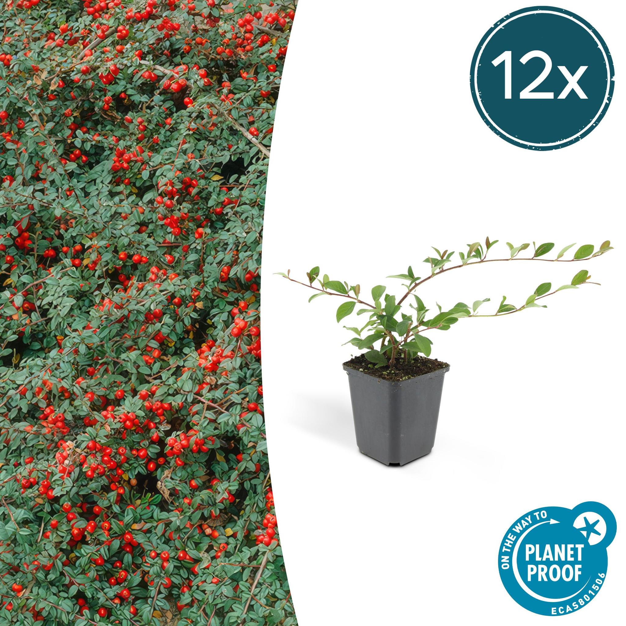 6x Cotoneaster dammeri - ↕10-25cm - Ø9cm - 12x