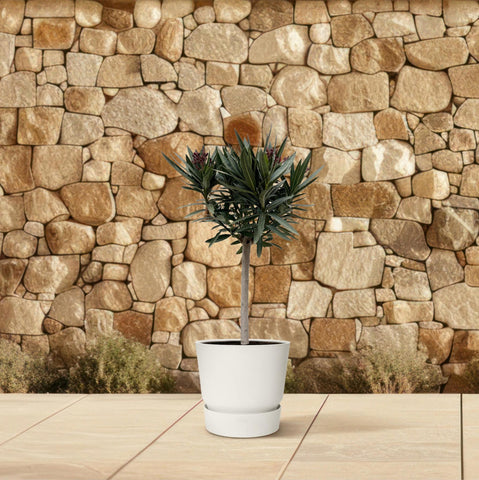 Nerium Oleander auf Stamm mit roten Blüten - 90cm - Ø22