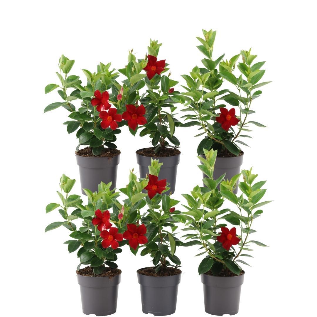 6 x Dipladenia Rot - Mandevilla Rot Ø12 cm - ↕25 cm