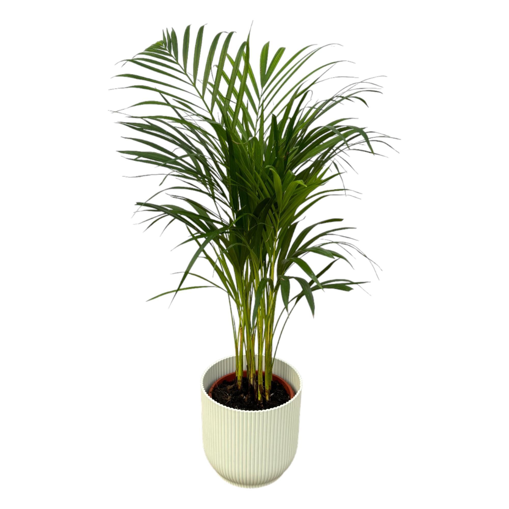 Areca Palme - ↨85cm - Ø19cm inkl. elho Vibes Fold Rund Weiß D22xH20