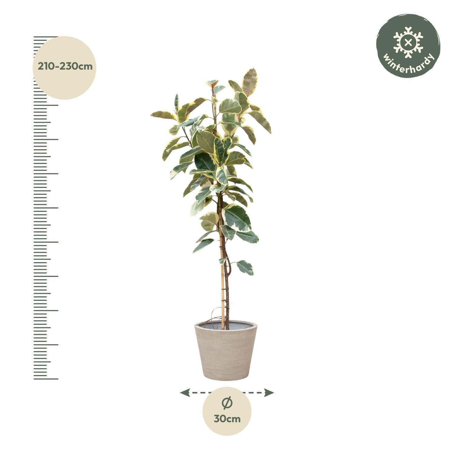 Ficus Tineke auf Stamm - 220cm - ø30