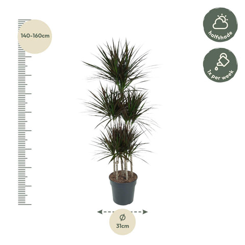 Dracaena Magenta Carrousel - 150cm - ø31