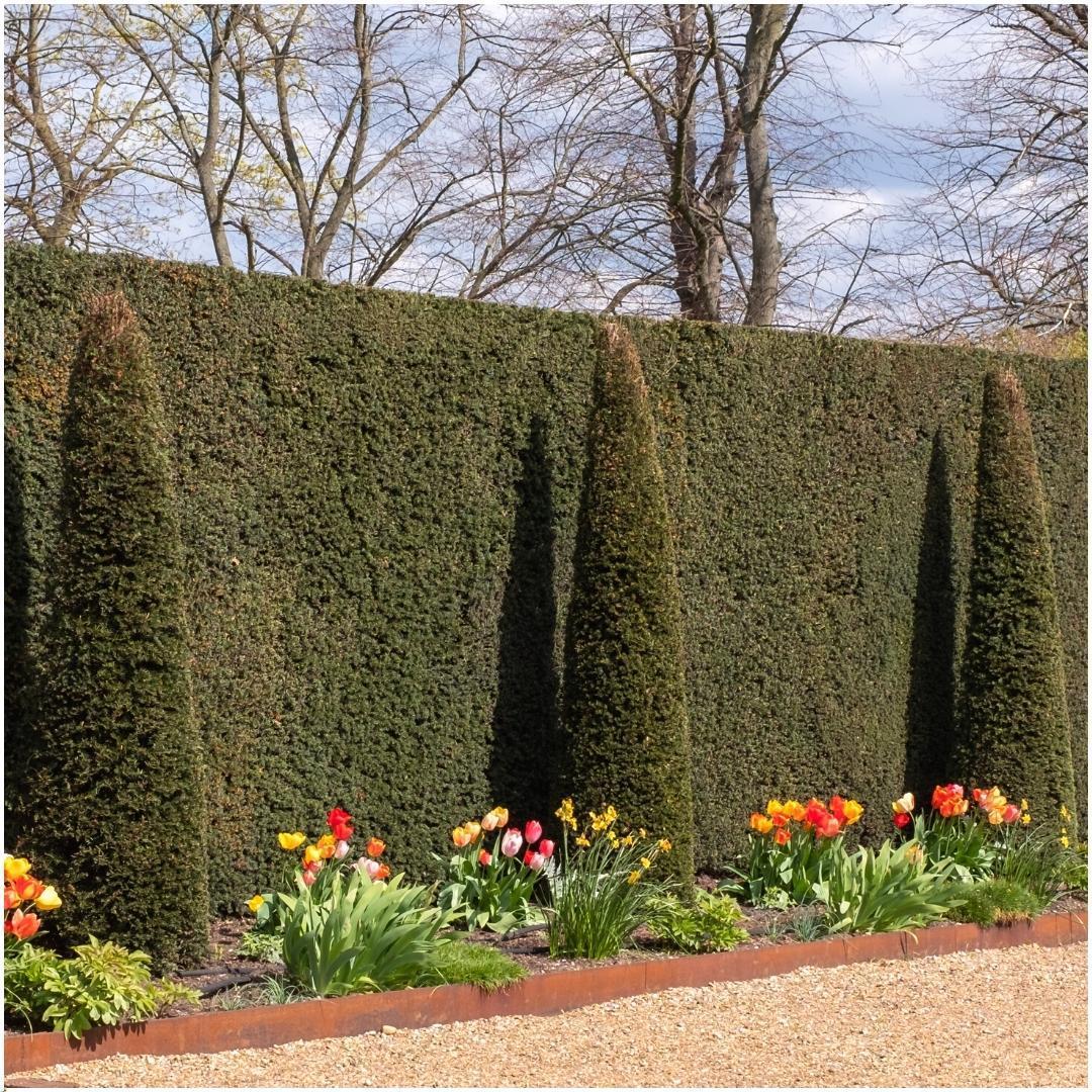 1 Meter Eibenhecke - Taxus baccata - Pflanzenset mit 6 winterharten Heckenpflanzen - Immergrüne Hecke - Direkt von der Gärtnerei geliefert