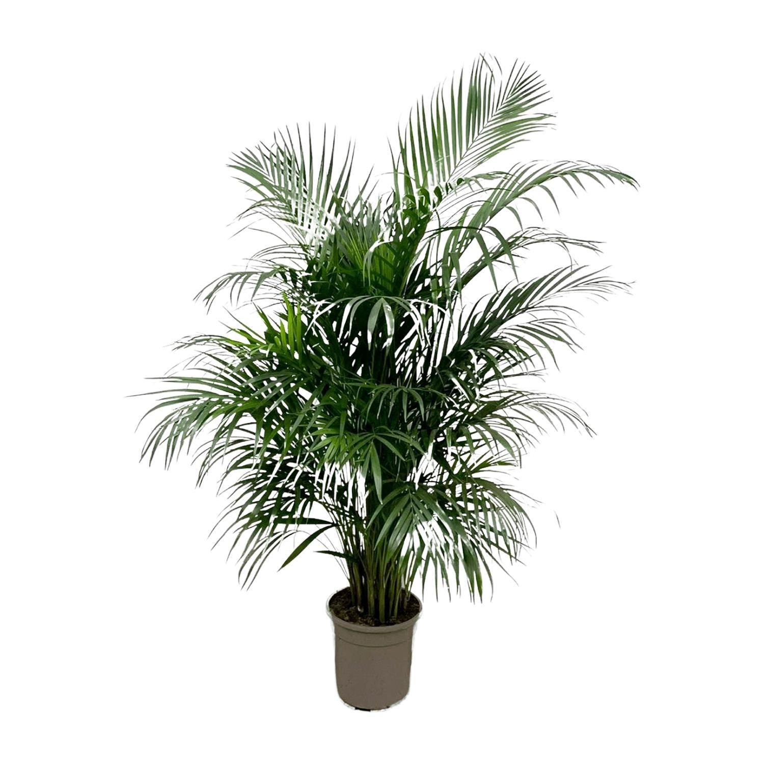 Dypsis Lutescens (Areca palme) 160 cm - ø24