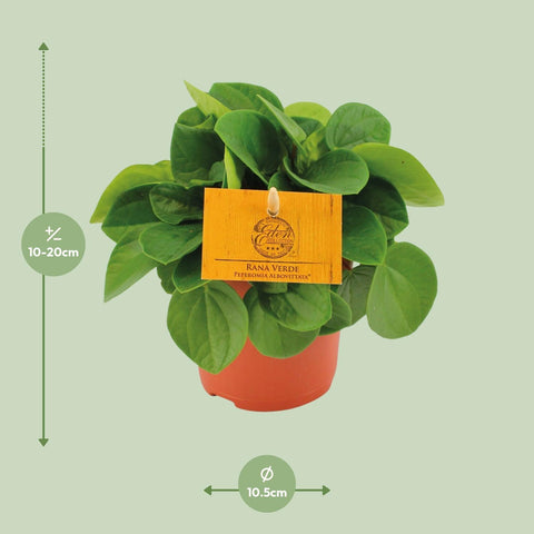 Peperomia Rana Verde - Ø11cm - ↕15cm