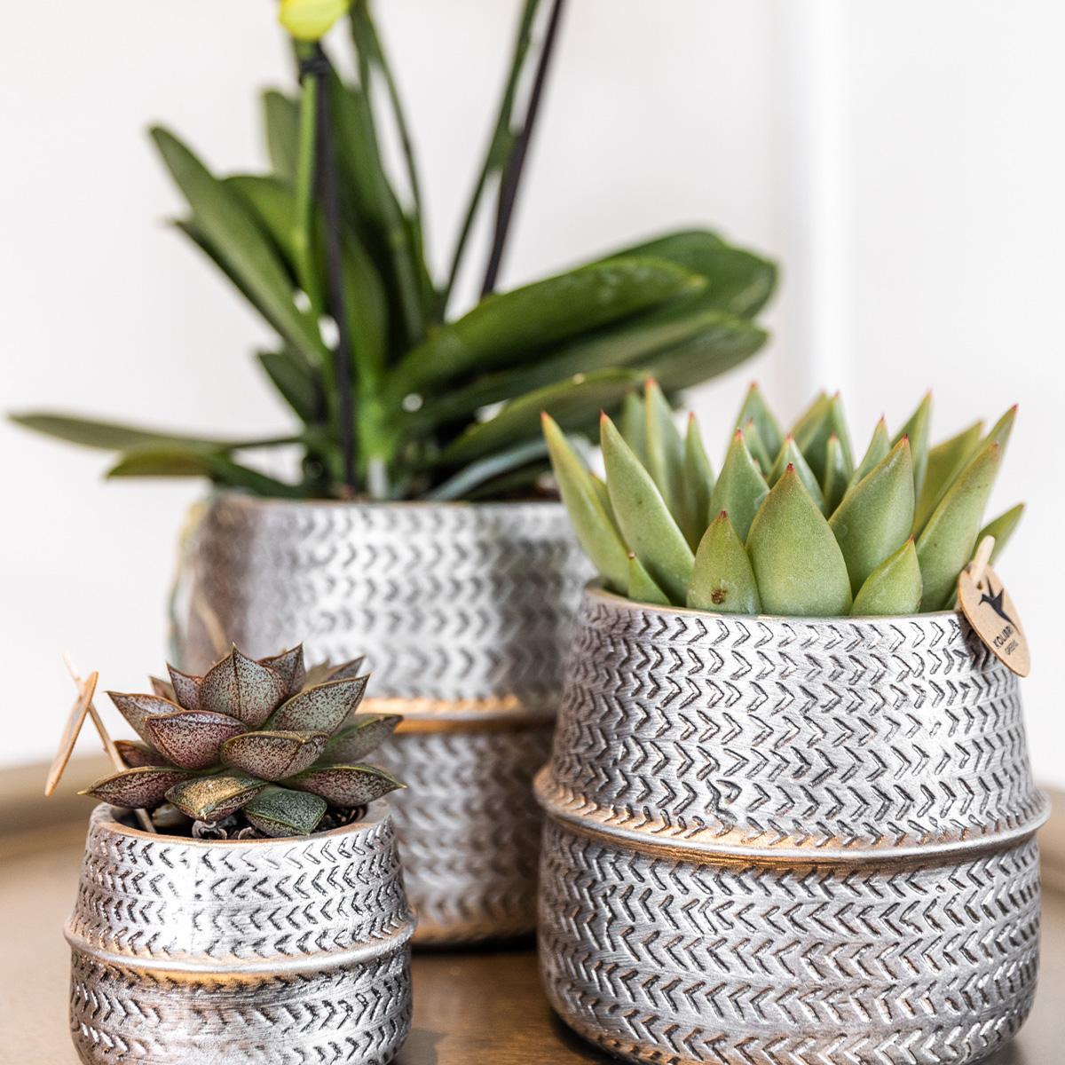 Kolibri Company - Pflanzenset Groove silber | Set mit weißer Phalaenopsis Orchidee Amabilis Ø9cm und grüner Sukkulente Crassula Ovata Ø6cm | inkl. silbernen Keramik-Ziertöpfen