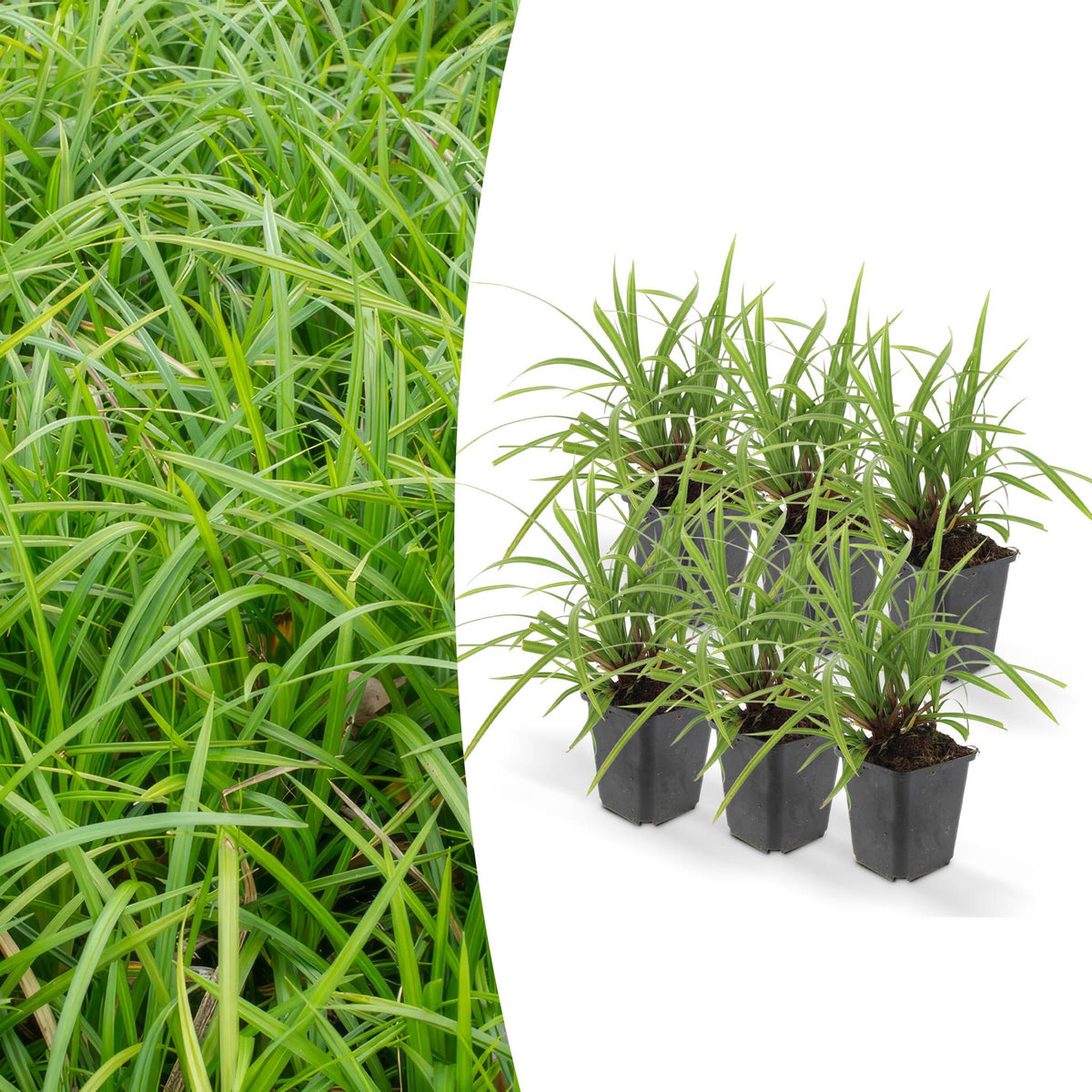 6x Carex morrowii 'Ice Dance' - ↕10-25cm - Ø9cm