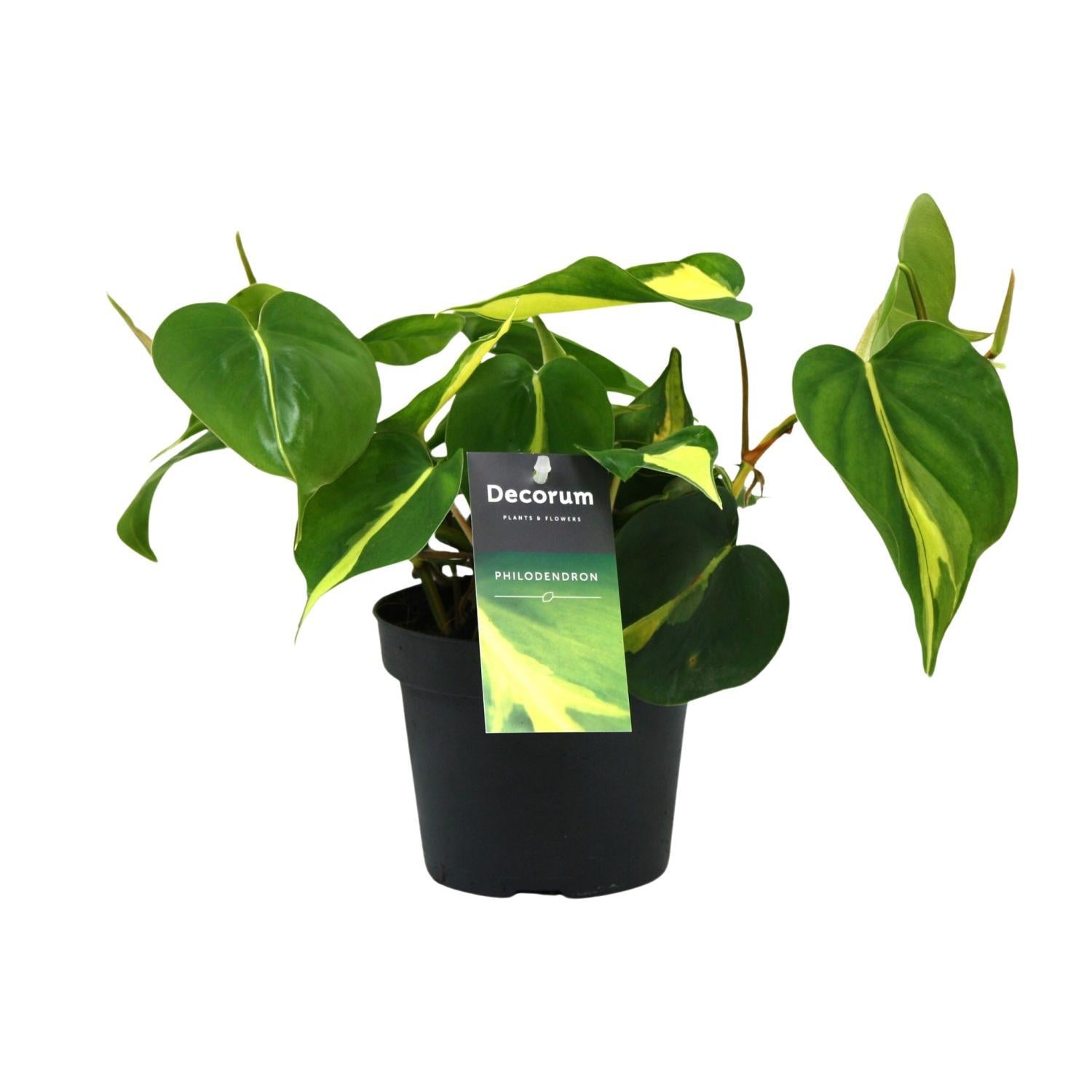 Philondendron Brasil Scandens - Ø12cm - ↕20cm