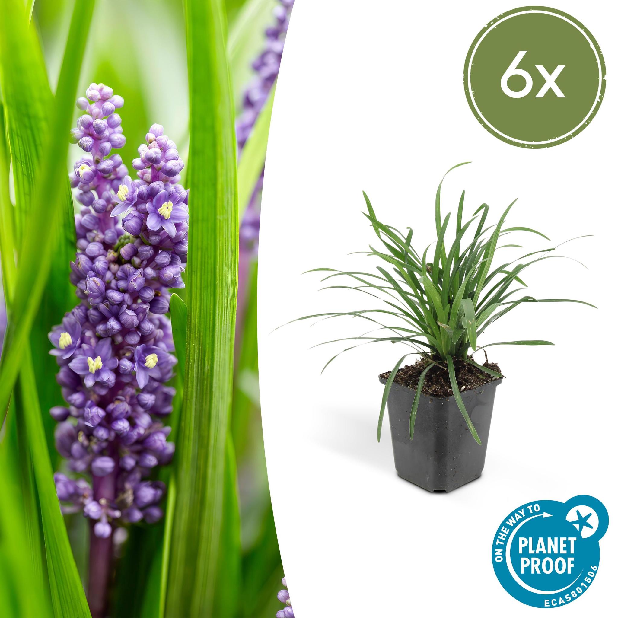 6x Liriope muscari 'Big Blue' - ↕10-25cm - Ø9cm - 6x